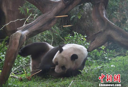 D顰似(c)L z