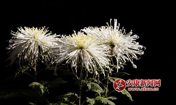 10京`ŵľջ鿶bȻһʒɪͼζɢl(f).jpg